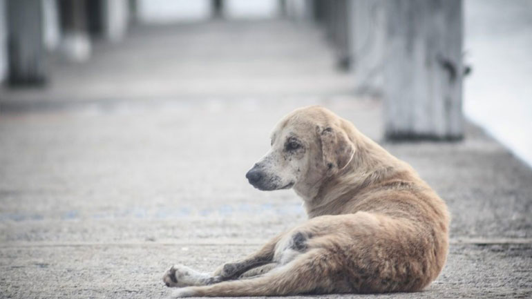 Σε έξαρση η εγκατάλειψη ζώων στο Ηράκλειο
