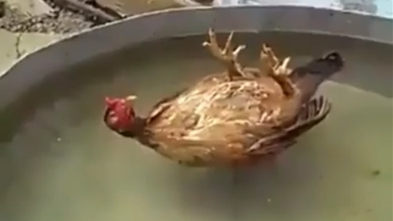 Τζακούζι για κότες;