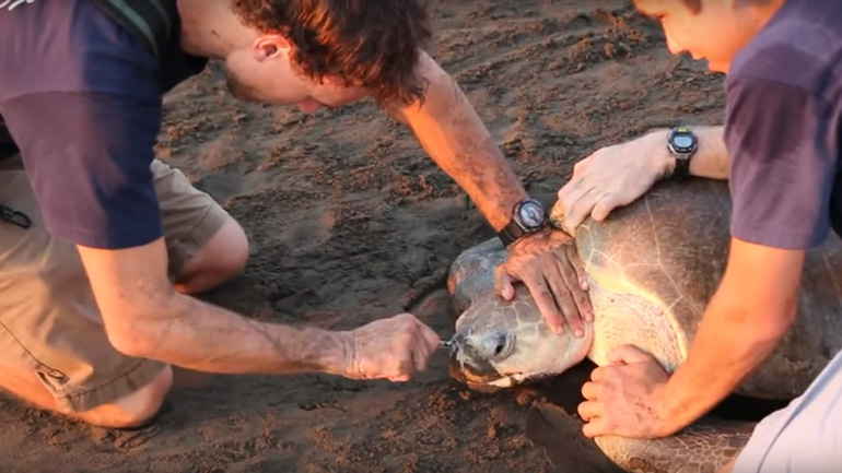 Βιολόγοι αφαιρούν ένα πλαστικό πιρούνι από τη μύτη μιας θαλάσσιας χελώνας