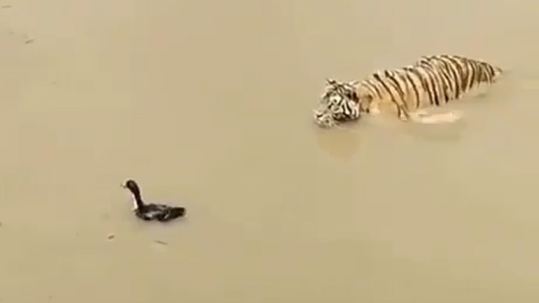 Έξυπνη πάπια εναντίον τίγρης