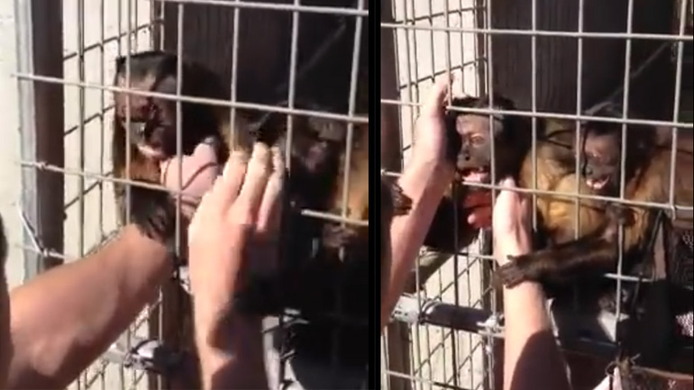 Καπουτσίνος συναντά τον άνθρωπο που τον μεγάλωσε μετά από ένα χρόνο