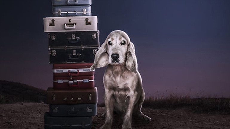 Πώς να κρατήσετε τον σκύλο σας ασφαλή ενώ ταξιδεύετε με το αυτοκίνητο