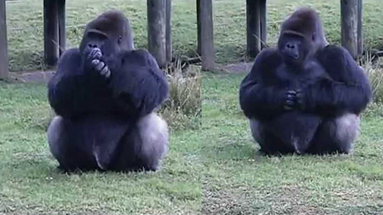 Γορίλας μιλάει στη νοηματική γλώσσα σε τουρίστες