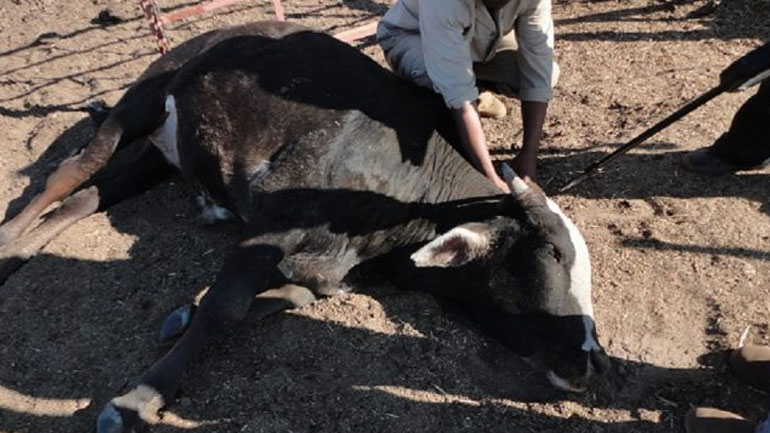 Αλεξανδρούπολη: Λήψη προληπτικών μέτρων στον Έβρο, λόγω κρούσματος οζώδους δερματίτιδας στην Τουρκία