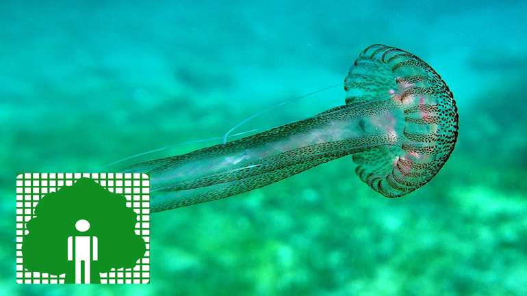 Kαταγραφή των ακτών που εμφανίζονται μέδουσες ξεκινά το ΠΑΚΟΕ