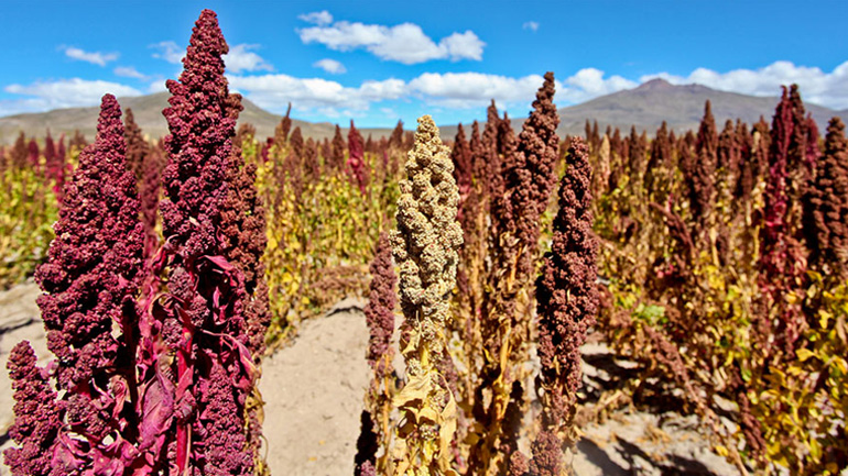 Το εναλλακτικό super food των Ίνκας που κάνει θαύματα