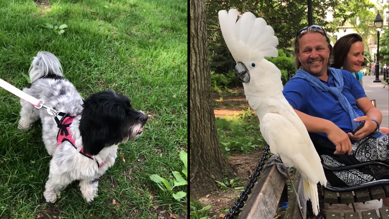 Παπαγάλος γαβγίζει σε σκύλο