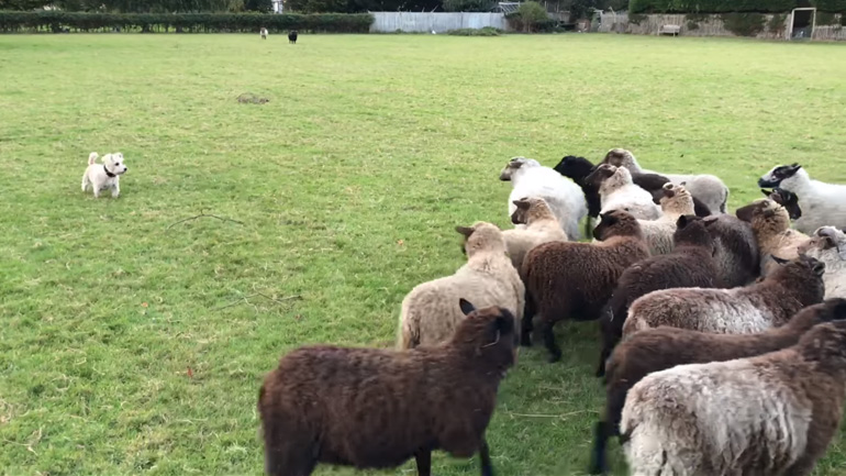 Το χειρότερο τσοπανόσκυλο ever!