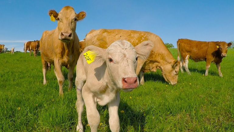 Aγελάδα ζητάει από άνδρα να σώσει το νεογέννητο της