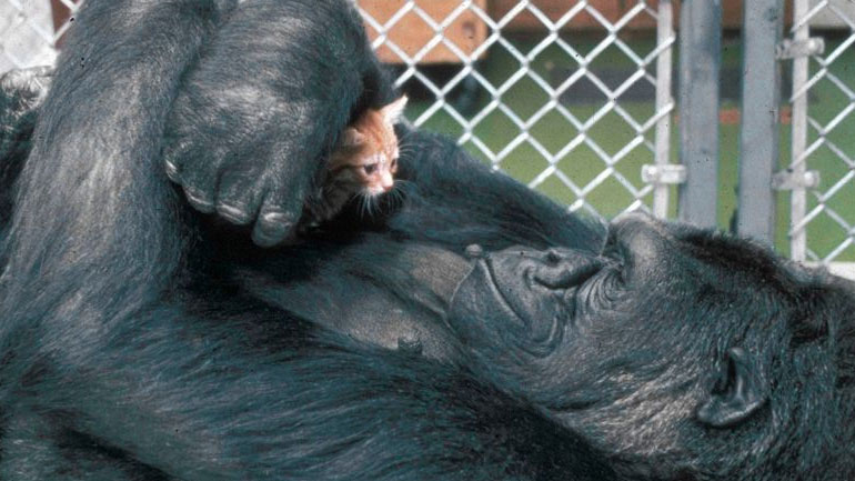 Έφυγε από τη ζωή η Κόκο, ο θηλυκός γορίλας που επικοινωνούσε με τη νοηματική