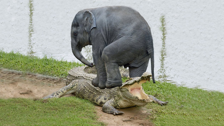 Ελέφαντας σώζει το μικρό του από τα δόντια ενός κροκόδειλου