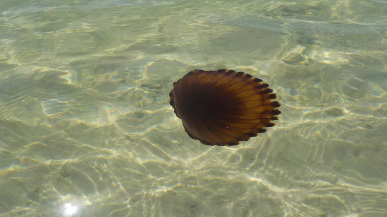 Mέδουσες του είδους Chrysaora hysoscella καταγράφηκαν στη Σαλαμίνα