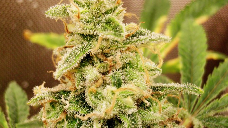 Κλεμμένο όπλο και.. «φούντα» στην αυλή