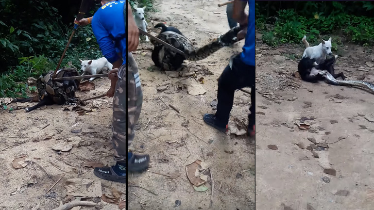 Ανακόντα εναντίον σκύλου… 0-1