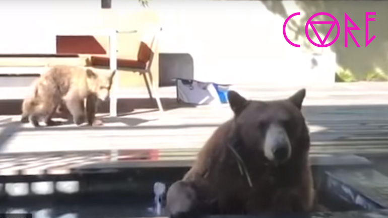 Αρκούδα αράζει με τα μικρά της σε κήπο σπιτιού!