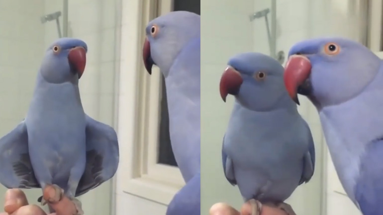 Παπαγάλος σε μεγάλα κέφια!