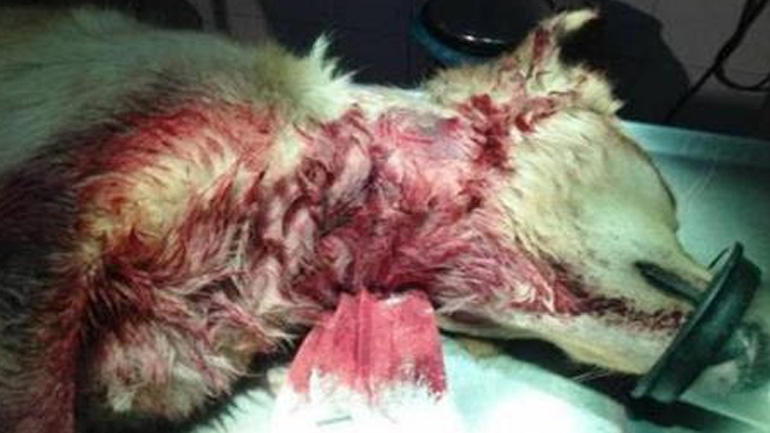 Έσφαξε το σκυλί του με κουζινομάχαιρο και δεν εμφανίστηκε στο δικαστήριο γιατί… πέθανε