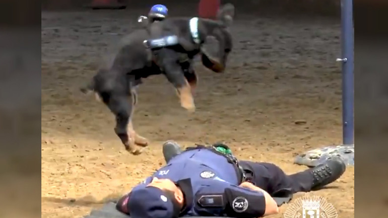 Αστυνομικός σκύλος κάνει καρδιοαναπνευστική ανάνηψη στον «συναδέλφό» του