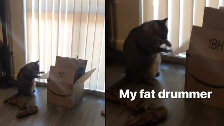 Ο γάτος την είδε ντράμερ