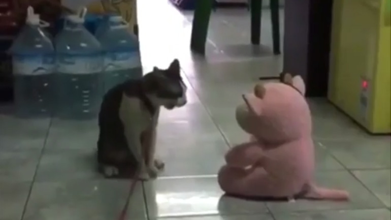 Γάτα vs λούτρινο αρκουδάκι