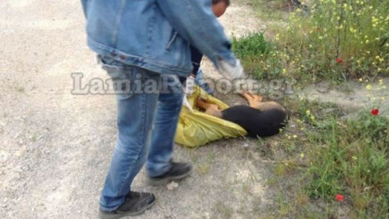 Φθιώτιδα: Δήμαρχος διώκεται γιατί φέρεται να έριξε φόλες σε αδέσποτα