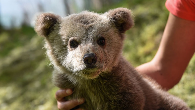 Το πρώτο εξειδικευμένο κτηνιατρείο άγριων θηλαστικών δημιούργησε ο «Αρκτούρος»