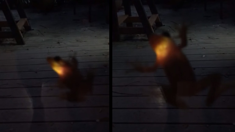 Ο βάτραχος έφαγε πυγολαμπίδα