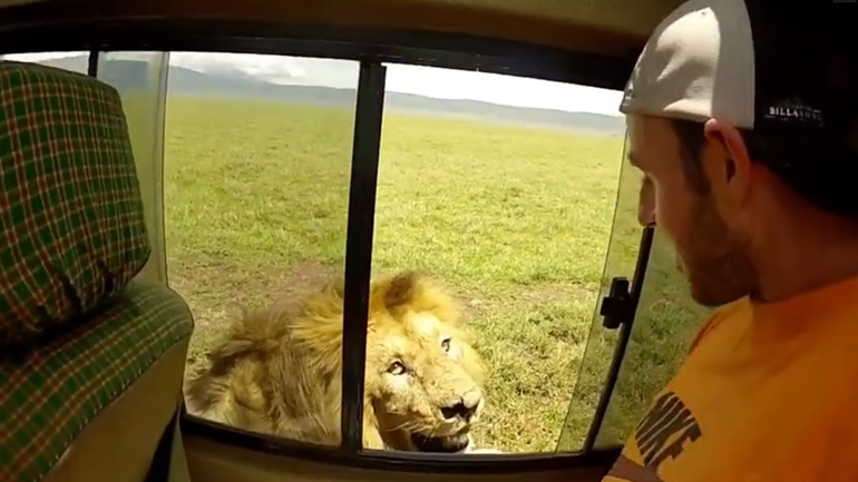 Τουρίστας επιχειρεί να χαϊδέψει λιοντάρι σε σαφάρι