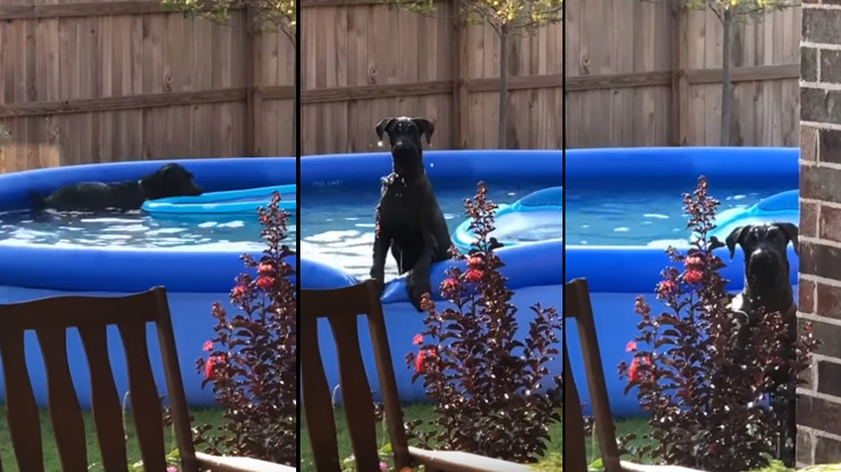 Ένοχος σκύλος πιάνεται να παίζει στην πισίνα