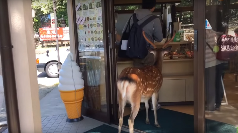 Ελάφι περιμένει στην ουρά για παγωτό!