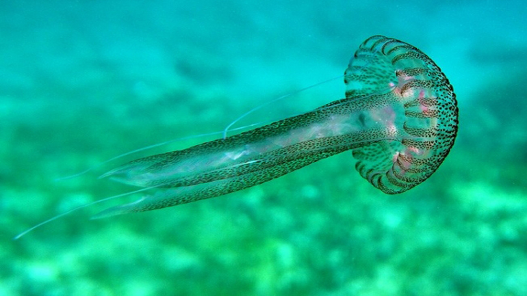 Ο μηχανισμός τσιμπήματος των μεδουσών και η επίδραση στον άνθρωπο