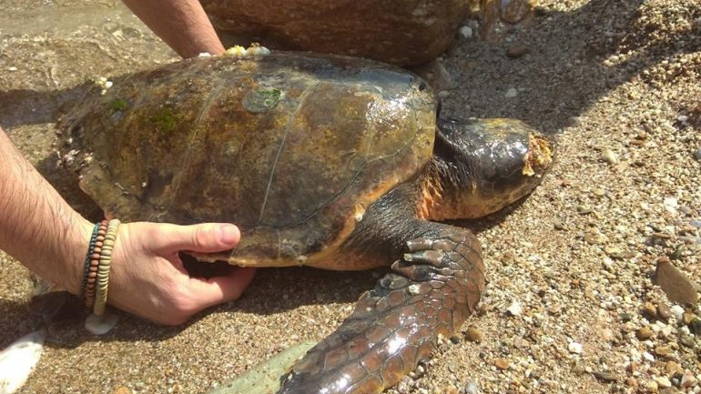 Η Αναστασία … επιστρέφει στην ελευθερία