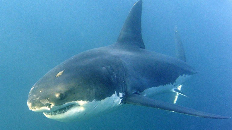 Εμφάνιση λευκού καρχαρία καταγράφηκε μετά από πολλά χρόνια στα νερά της Μεσογείου