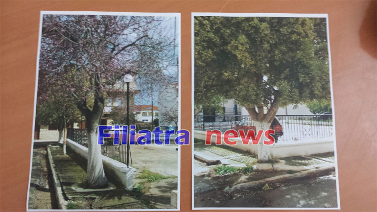 Φιλιατρά: Σύγκρουση στο Τοπικό Συμβούλιο για να σωθούν δύο δένδρα