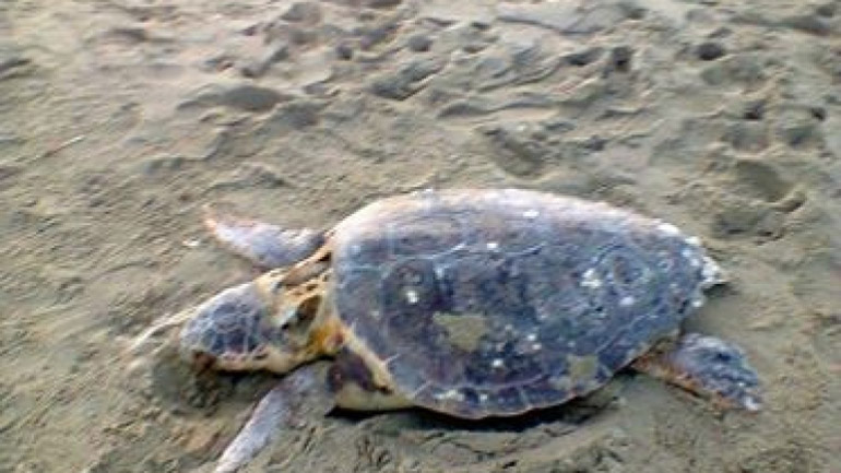 Νεκρή εντοπίστηκε θαλάσσια χελώνα