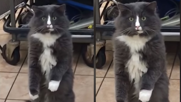 Γάτος μένει κάγκελο από τον φόβο