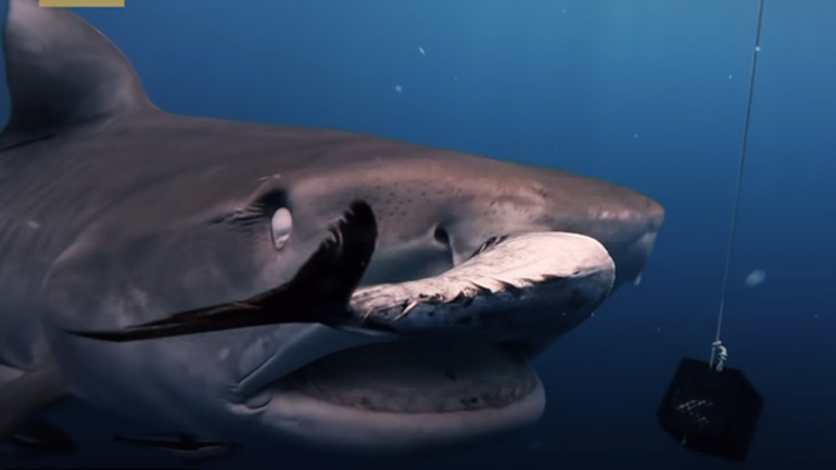 Δύτης κολυμπάει με καρχαρίες