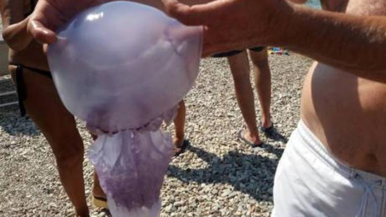 Πατραϊκός: Επιφυλακτικοί οι επιστήμονες για την προσωρινή εξαφάνιση των μεδουσών