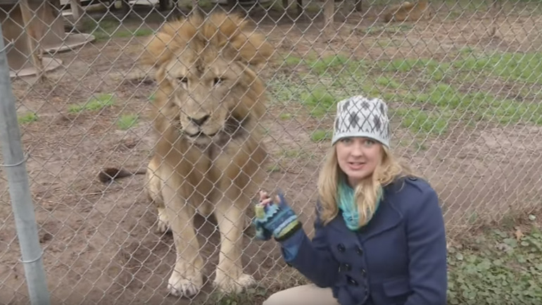 Λιοντάρι τρομάζει μια δημοσιογράφο