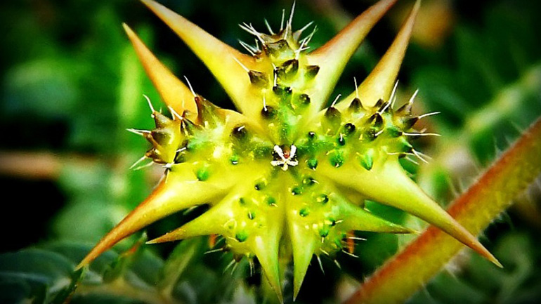 Τo «βιάγκρα» της φύσης