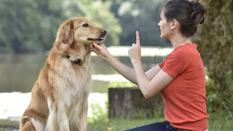 Πώς να κάνω το κουτάβι να με υπακούει;