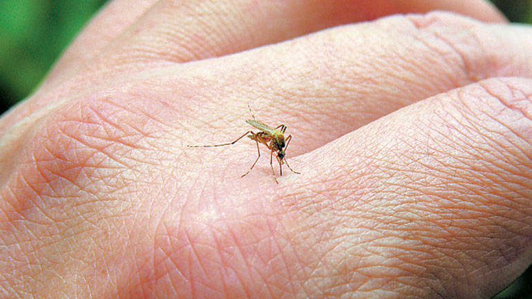 Σε εξέλιξη πρόγραμμα καταπολέμησης κουνουπιών στη Λάρισα