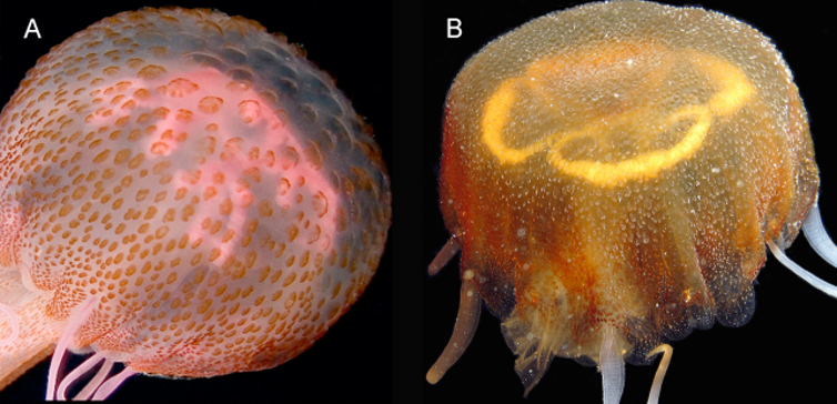 Αριστερά η Pelagia Noctulica και δεξιά το νέο είδος