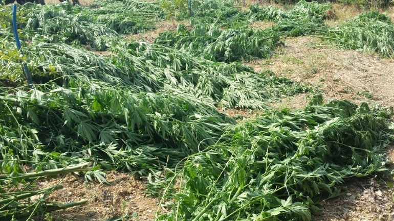 Ρόδος: Εντοπίστηκε φυτεία με χασισόδενδρα Ρόδος: Εντοπίστηκε φυτεία με χασισόδενδρα