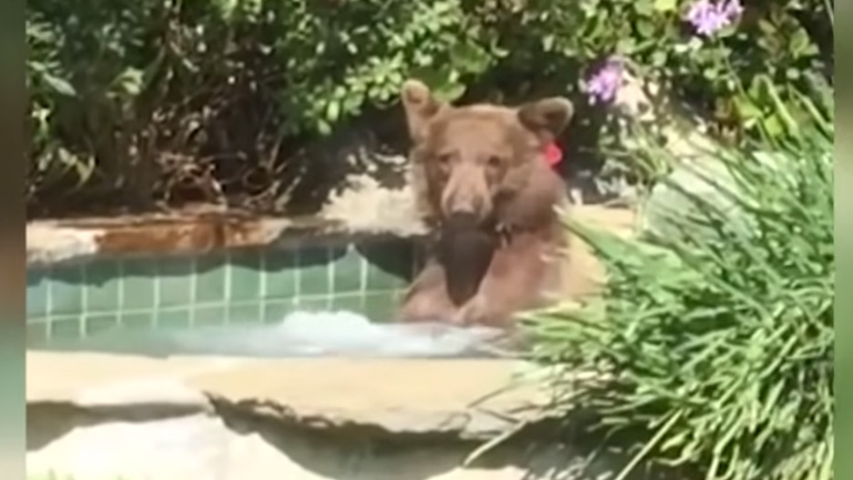 Αρκούδα κάνει το μπάνιο της σε τζακούζι