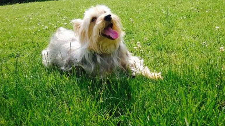 Μπορεί το σκυλί μου να γίνει χορτοφάγο;