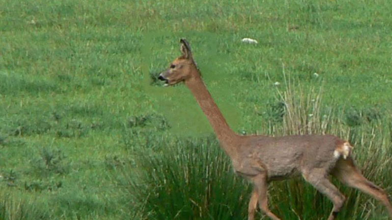 Κίνα: Εξαρθρώθηκε δίκτυο που εισήγαγε λαθραία άγρια ζώα
