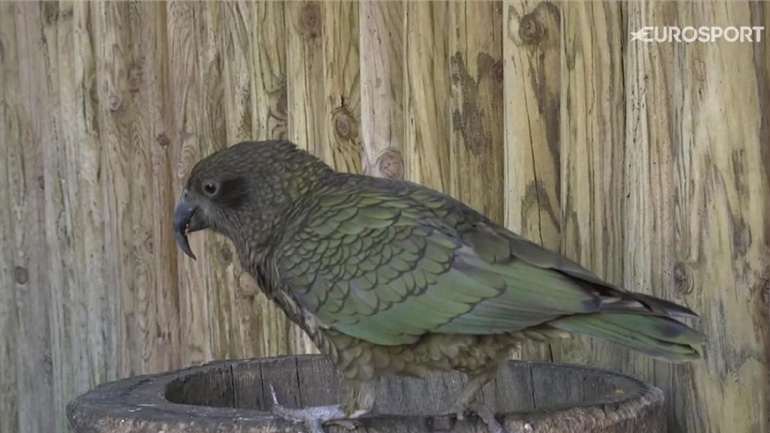 Ο παπαγάλος Νεύτωνας έδειξε… Γαλλία!