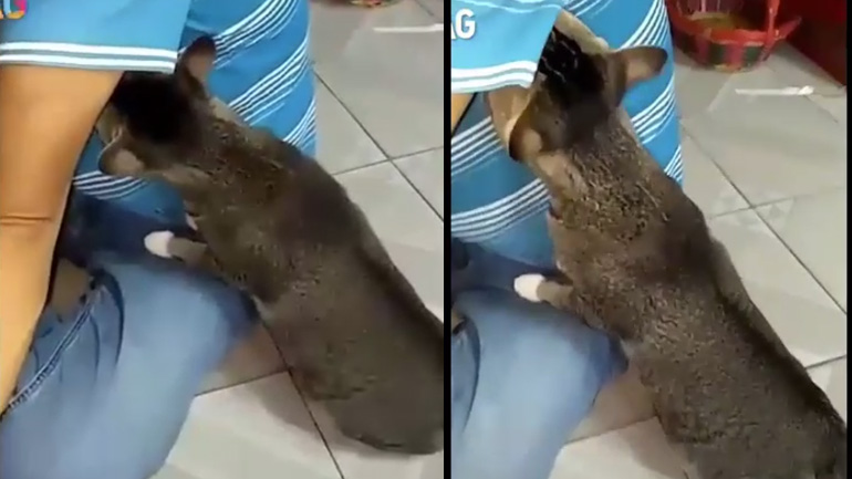 Περίεργη γάτα μυρίζει μια μασχάλη