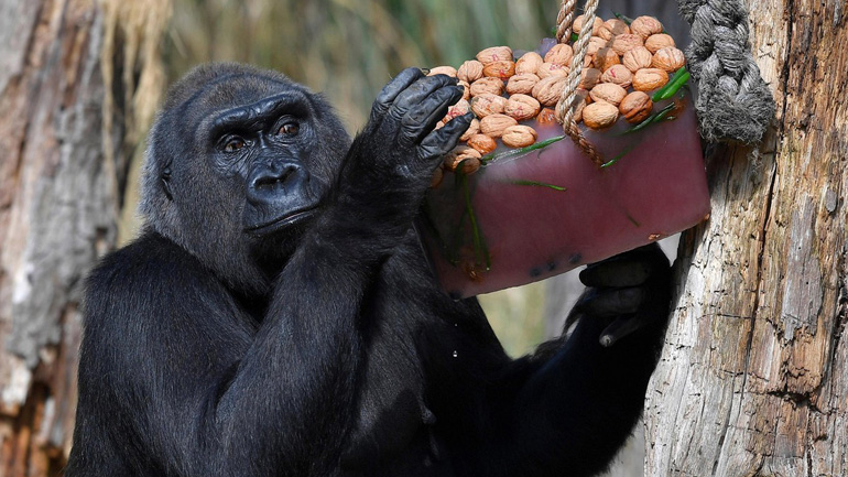 Ζώα καταπολεμούν τον καύσωνα με «παγωτό»